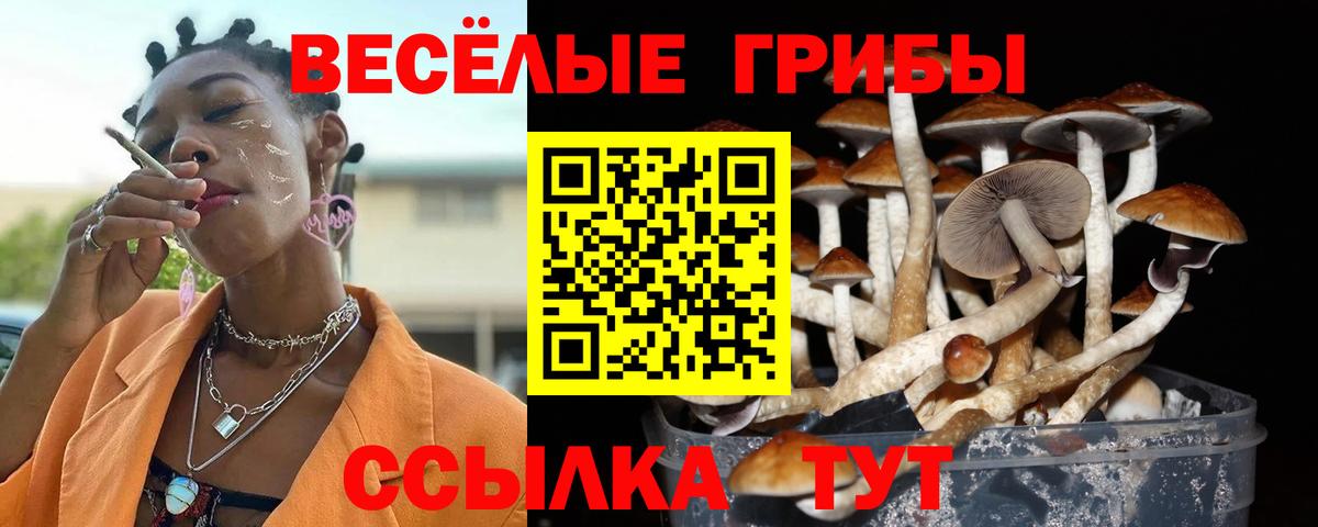 Псилоцибиновые грибы Cubensis Кирово-Чепецк